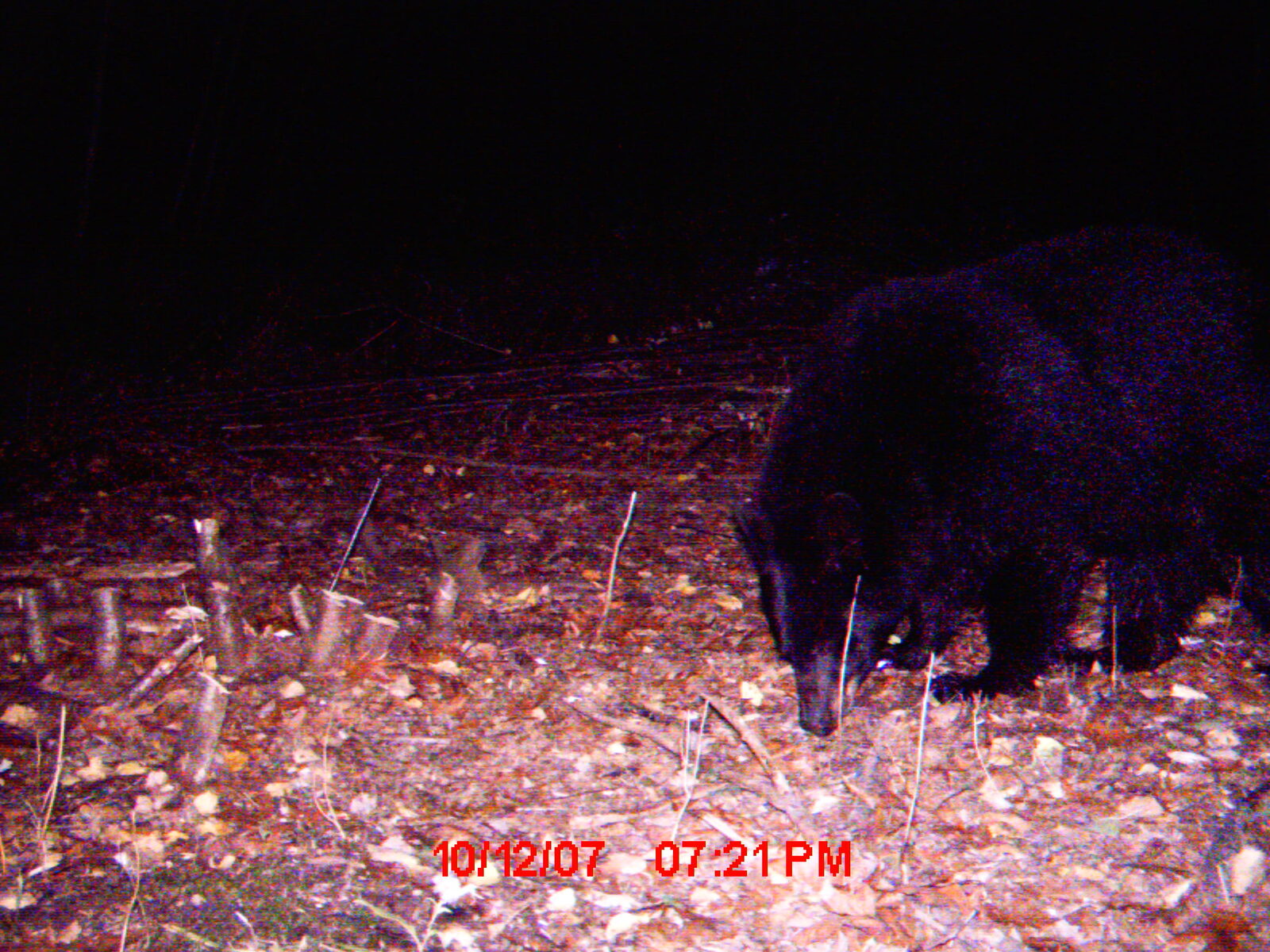Black bear on trail camera