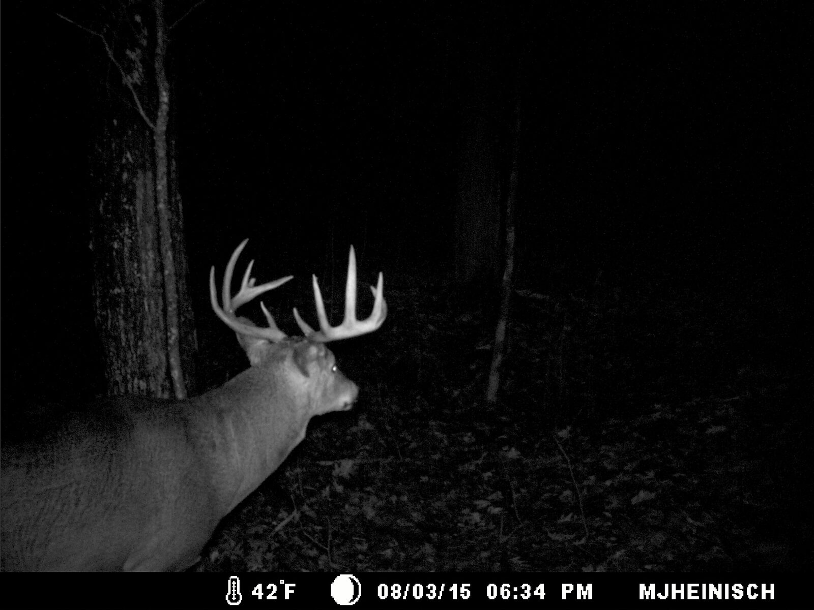 Buck at night
