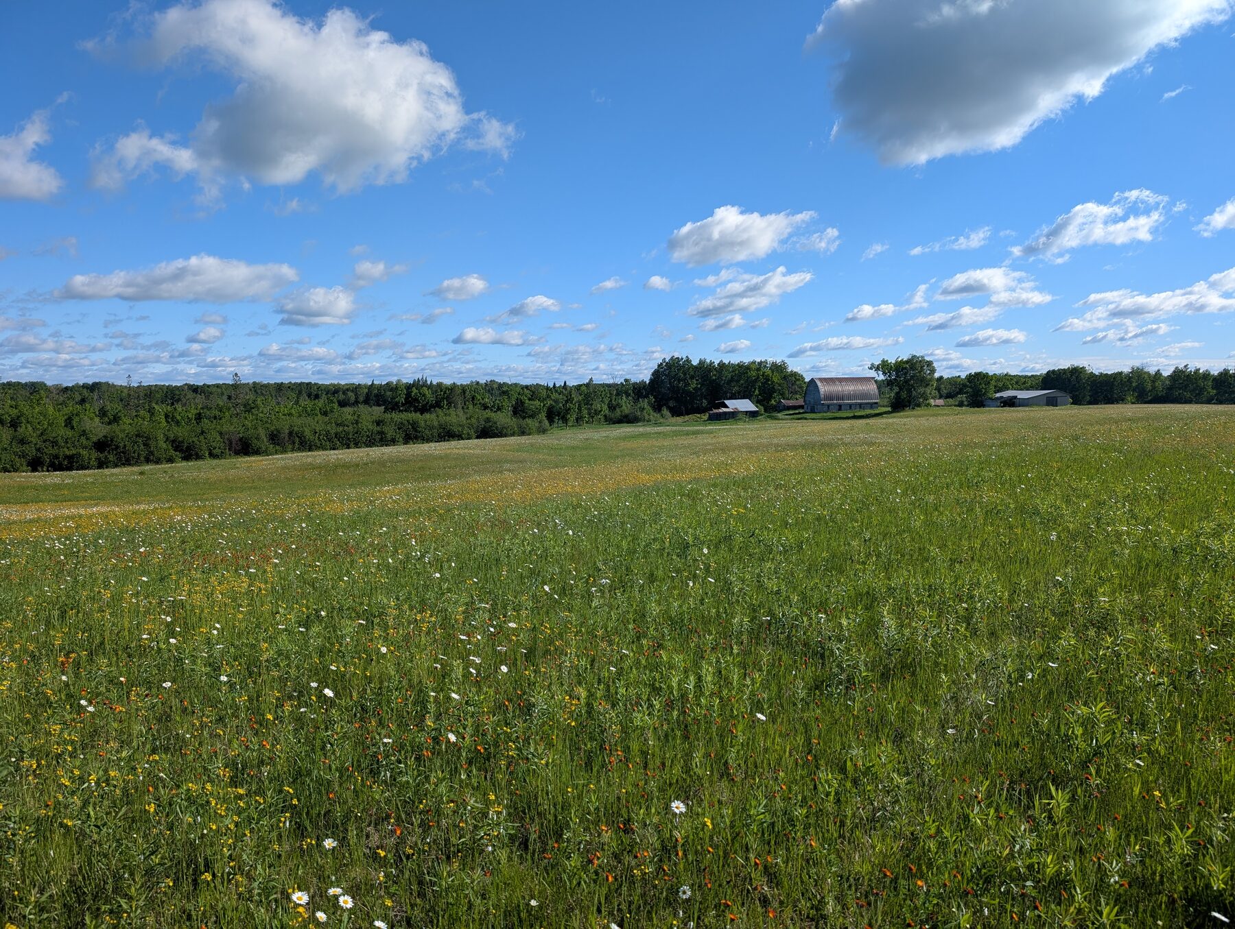 40-acre food plot field