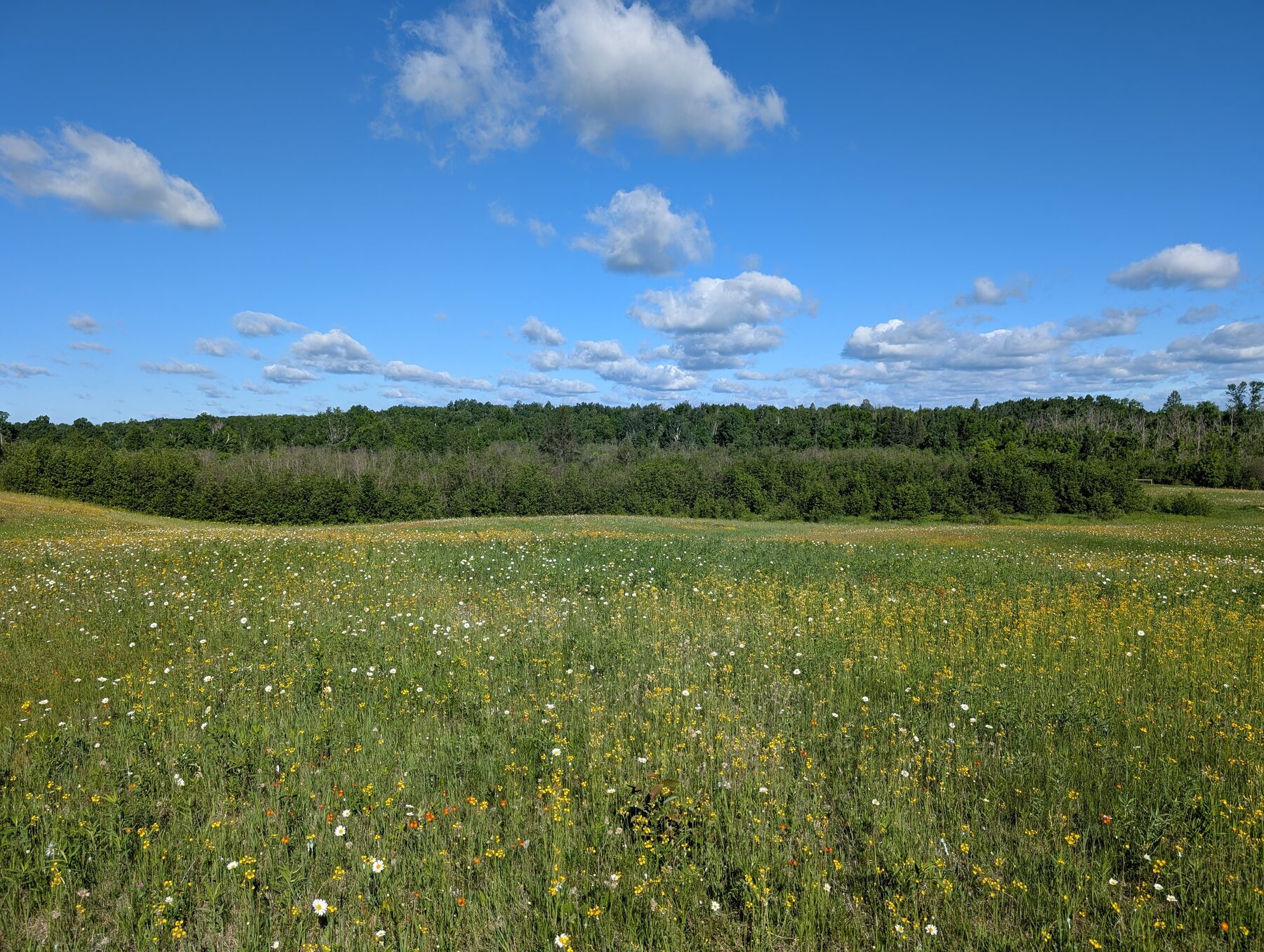 Field with tree line