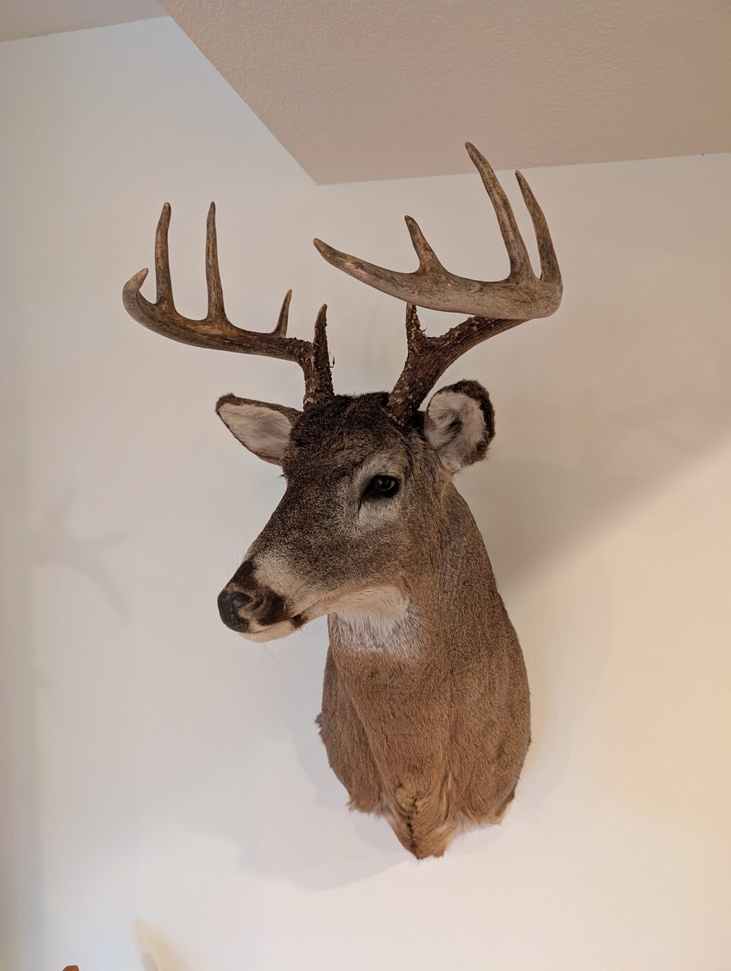 Trophy whitetail mount