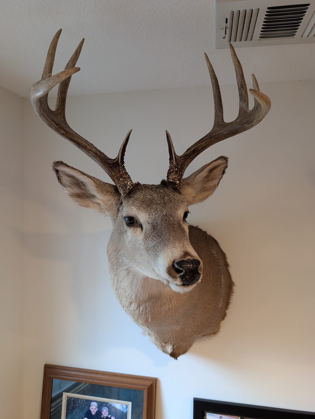 Mounted whitetail buck