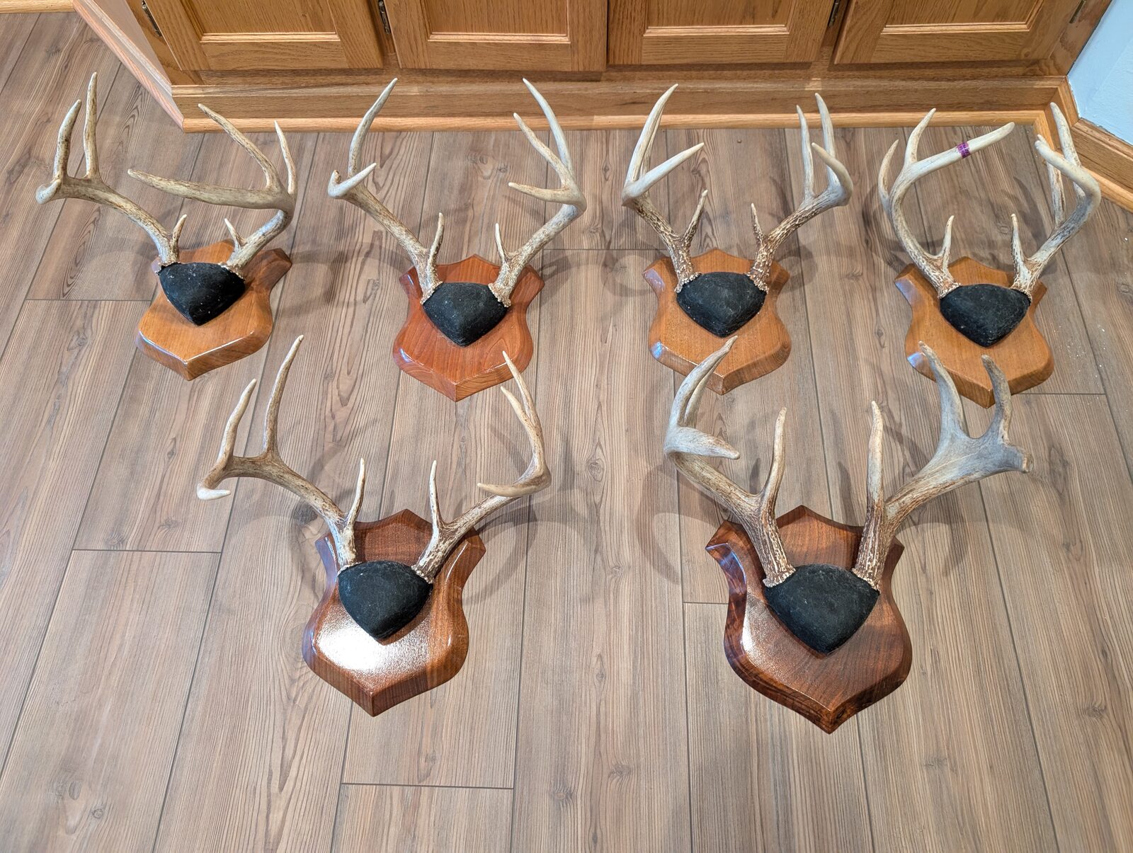 Trophy mounts