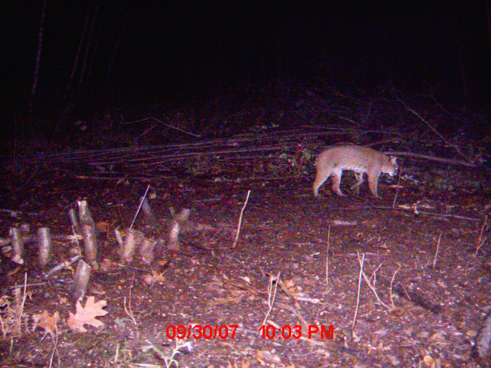 Wildlife on the property at night